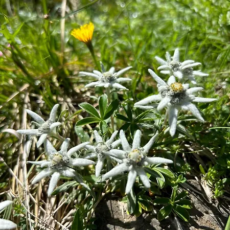 Le Cosy Family - Chateau - Sanctuaires 10 Min